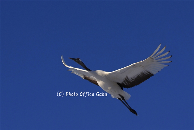 gaku tozuka red-crowned crane